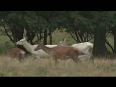 Le brame du cerf à Dyrehaven,