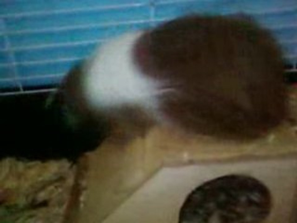 bébés cochons d inde avec parents