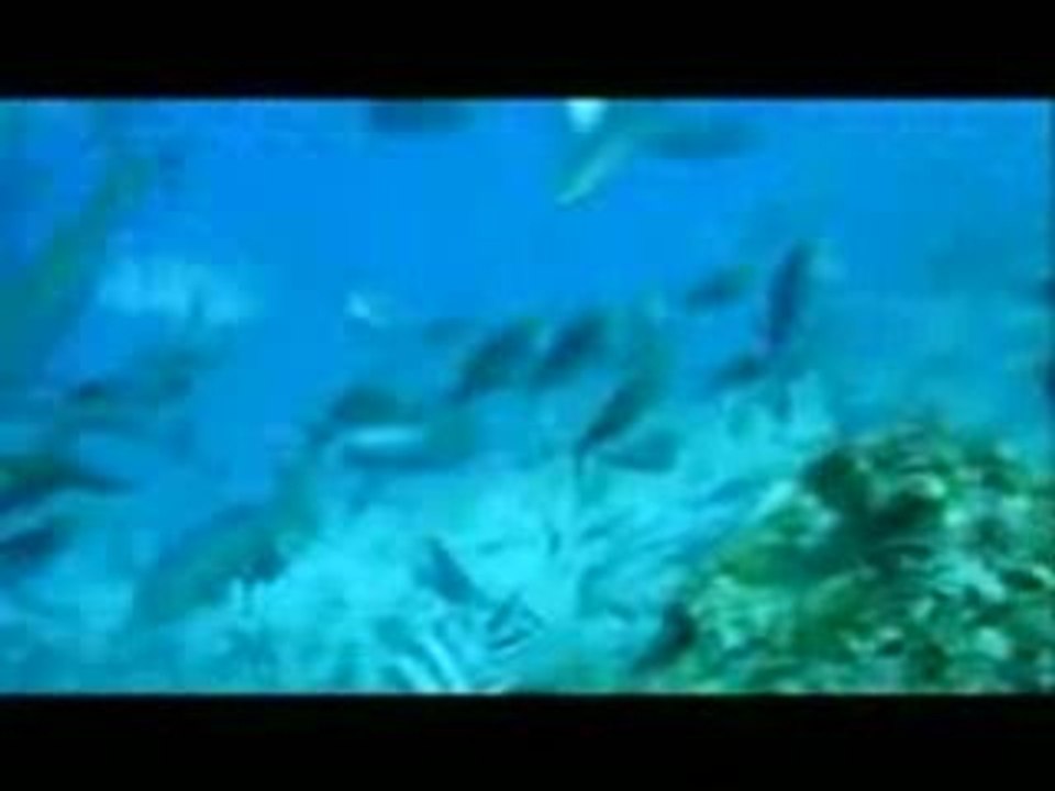 bull sharks - fiji