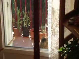 Loukoum digère au balcon!