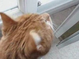 Téquila et le balcon