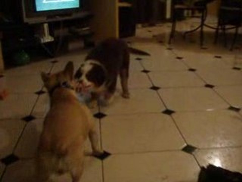 Dolly et Domino