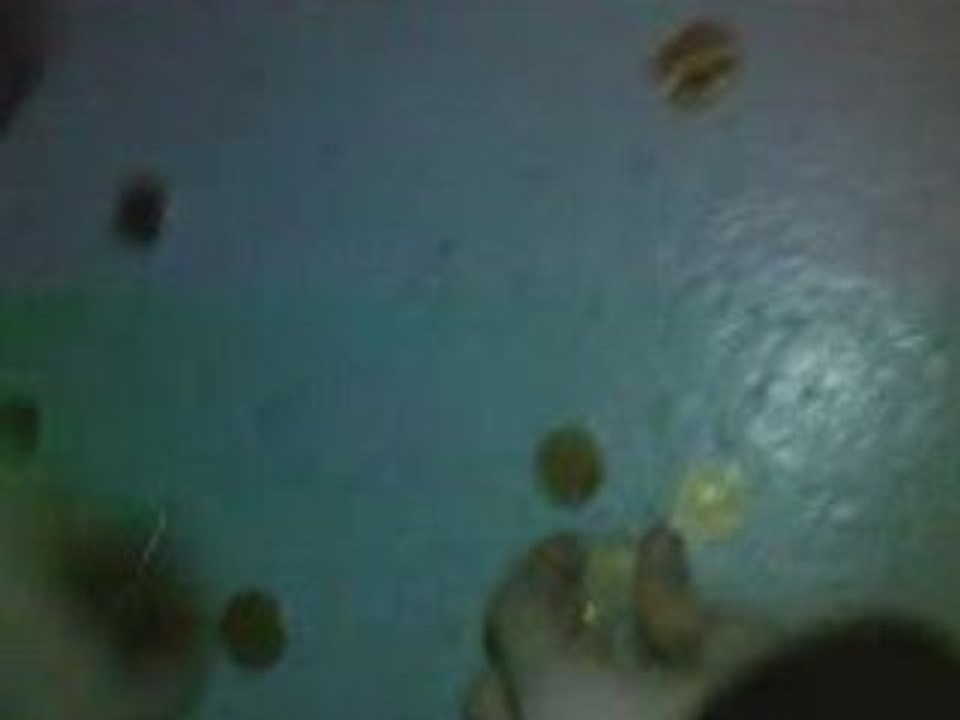 Vidéo0005