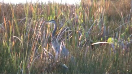 25 - Lac aux crocodiles près de Coba
