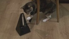 Кошка и метроном