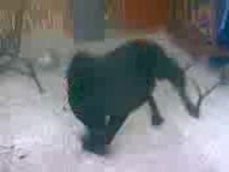 Pongo  du 13