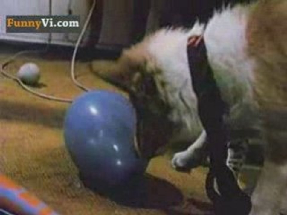 Cat vs dog = chaos :)