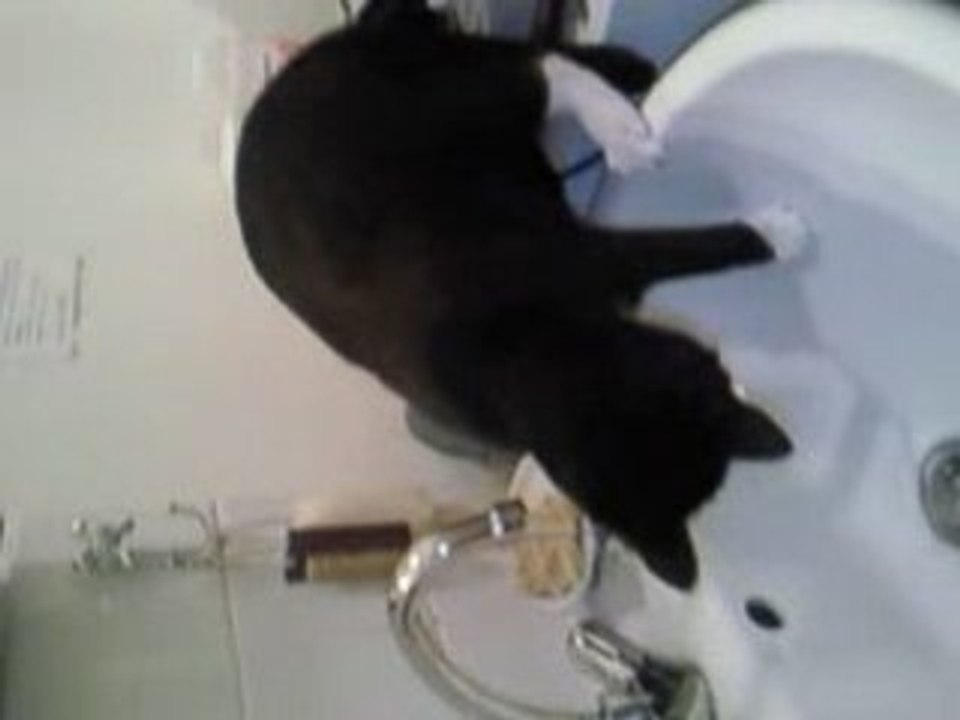 un chat qui aime l'eau...
