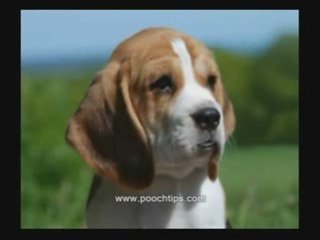 crate training a puppy