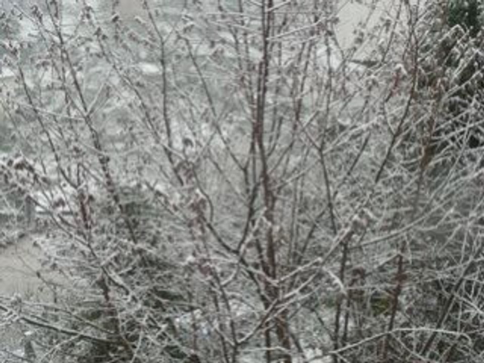 Tulle neige