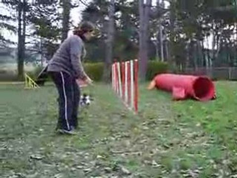 Entrainement d'agility du 14/12/2008 Dixie slalom