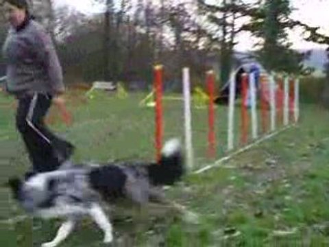 Entrainement d'agility du 1412/2008 Dixie 1