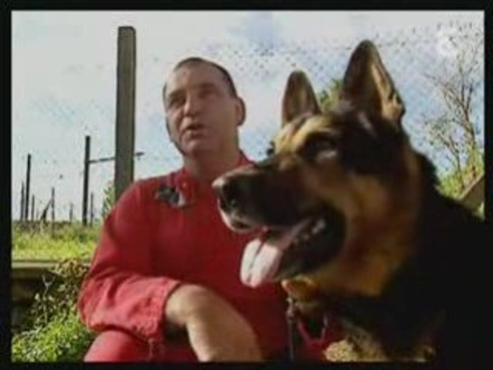 Lufo,chien de décombre.