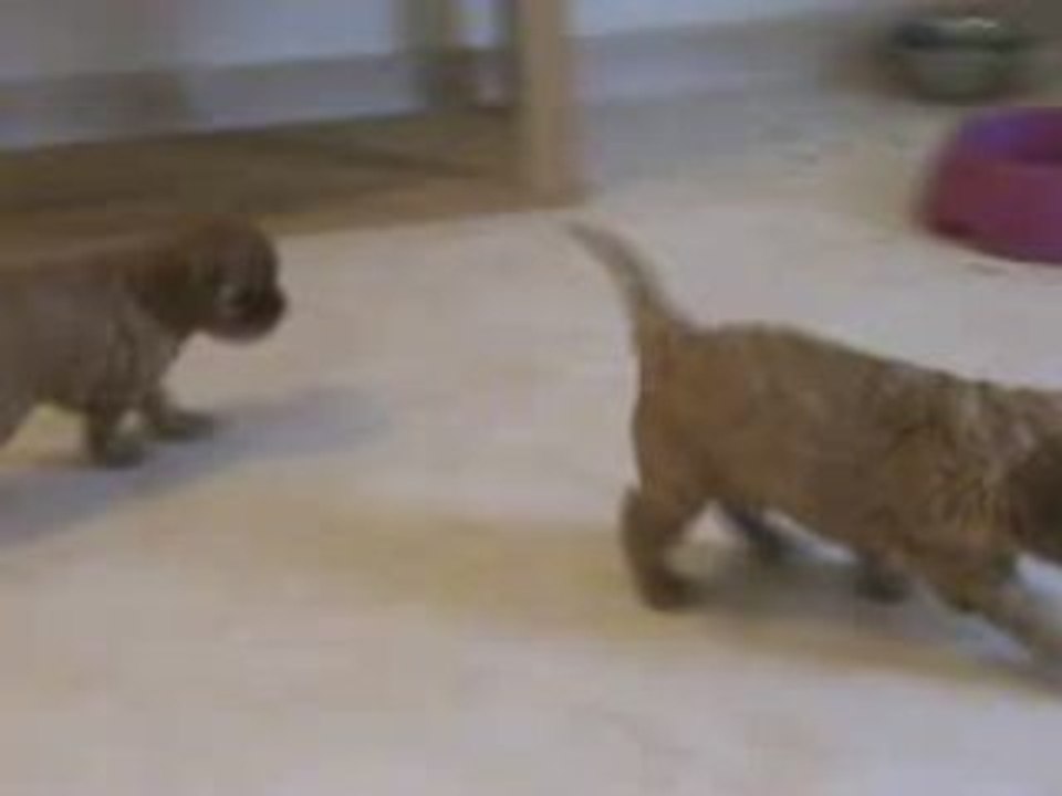 BB RUBY DE 5 SEMAINES