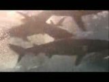 Uepi sharks feeding - jaws