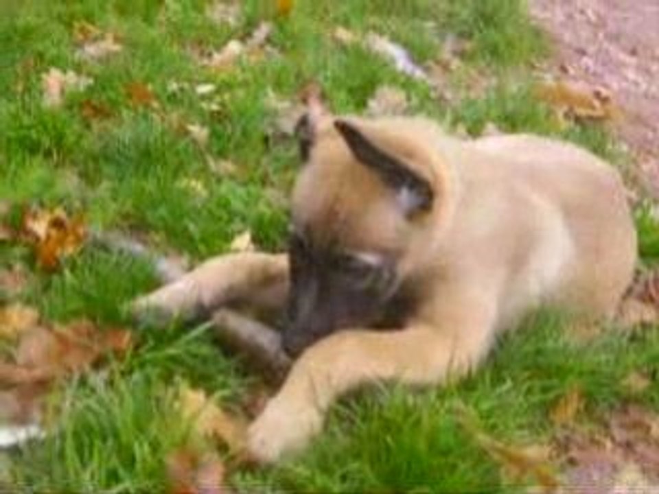 Dodge joue avec un baton