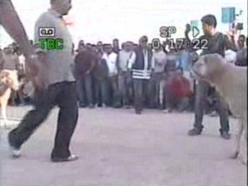 combat mouton jlag contre éjinne novenbre 2008