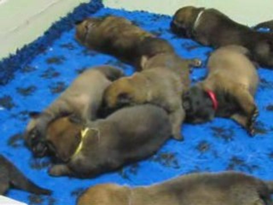 Chiots SYDNEY et RAMSES 15 jours