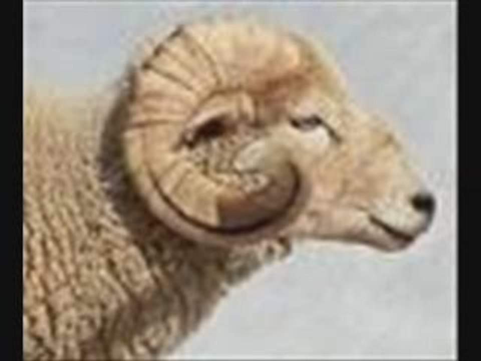 Cheb bilal