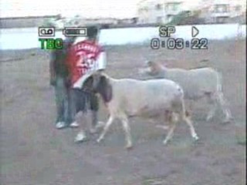 combat mouton  jlag contre kabich fathi wéld lakhdhar