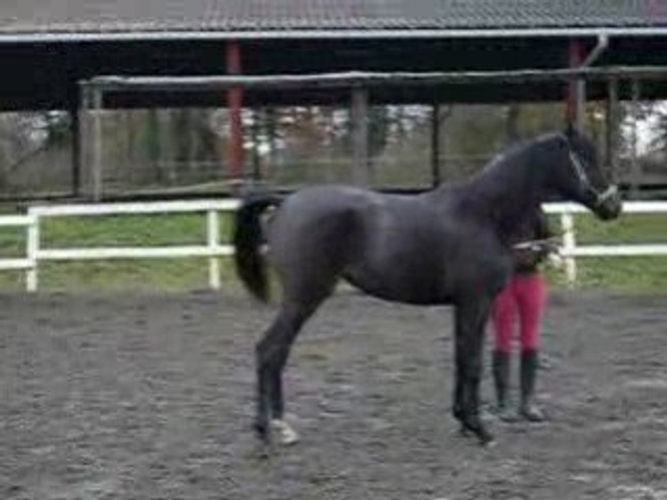 Teneree 3