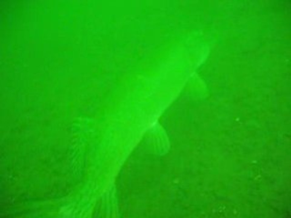 Brochet au lac de l'Eau d'Heure