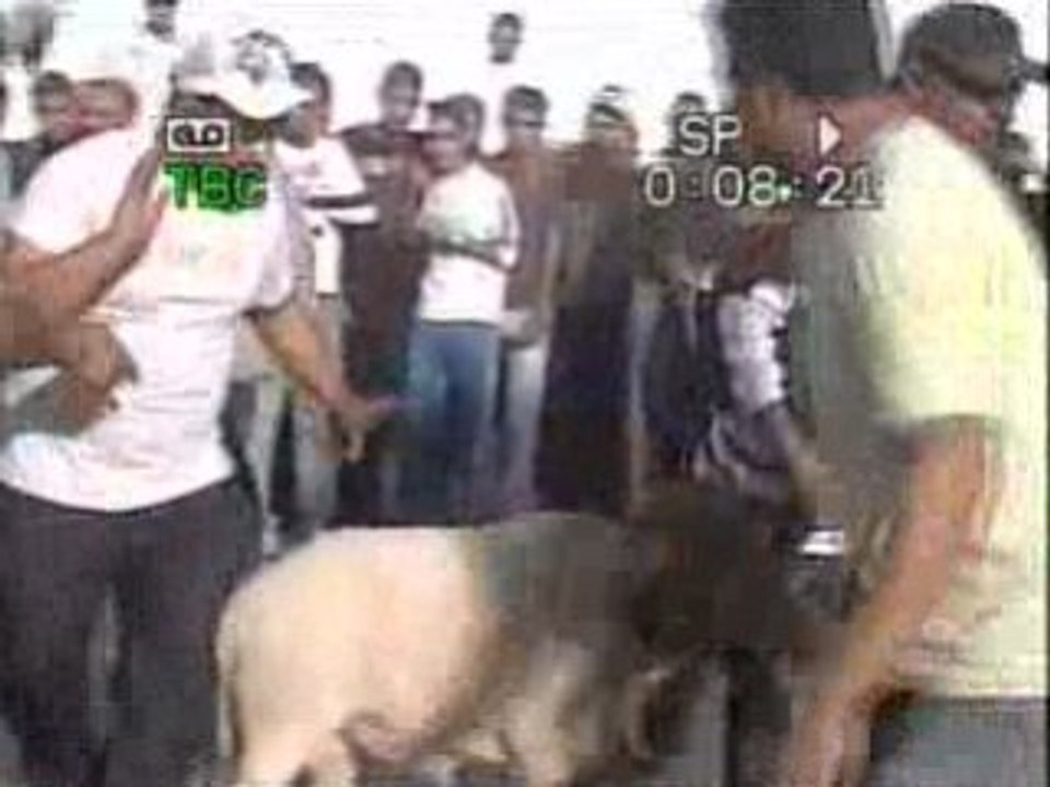 combat mouton en tunisie