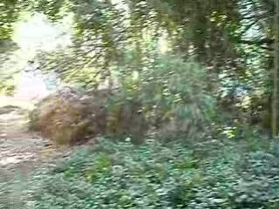 EL BOSQUE DE BAMBU