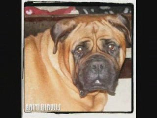 joyeux NOEL et bonne annee 2009  1