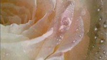 Andre Rieu Je t'aime