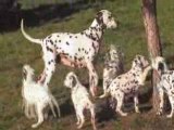 NOS CHIOTS DALMATIEN : DEUX MOIS