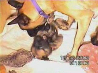 Les Petits 4 semaines (way)