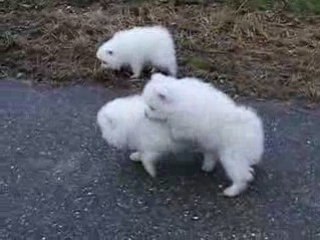 Sortie marché de Noel bébés 021