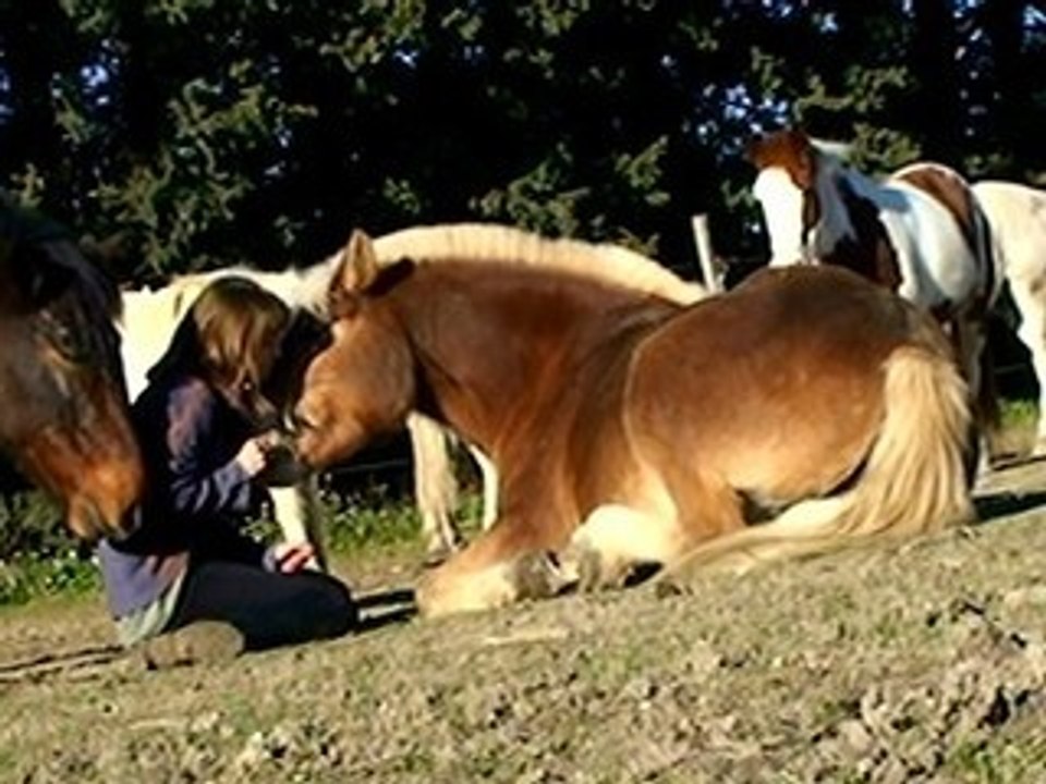 Chevaux 21.12.08