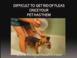 the right flea treatment and best flea prevention for dogs