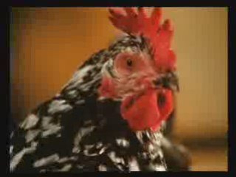 Les poules 100% embrouille