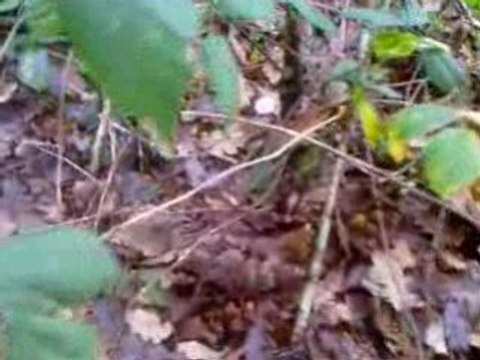 becasse epagneul breton