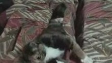 Коша на сушилке