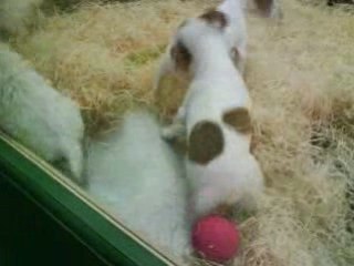 beb jack russel au magasin  animalis