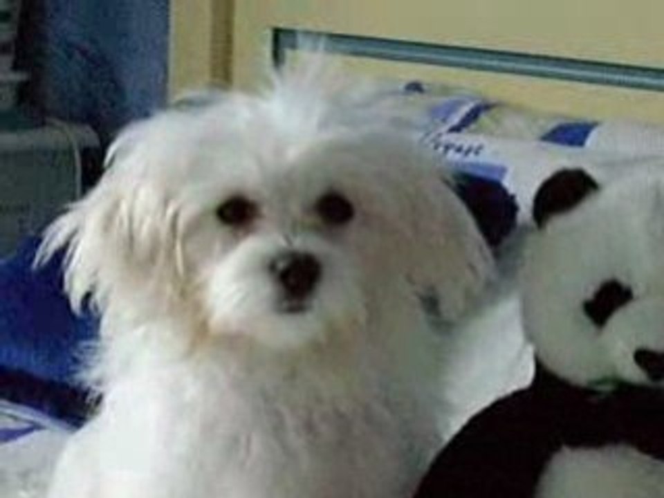 Quelques mots de Dolly