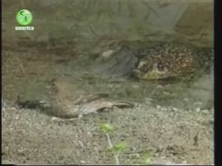 crapaud  attaque et mange un oiseau