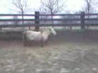 Bichette une ptite ponette très gentille 2 (...)