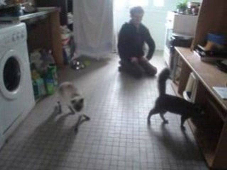 chats