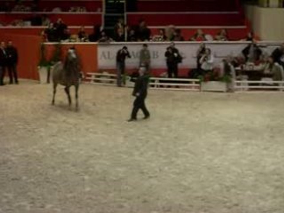 Salon du cheval, championnat du monde du cheval arabe