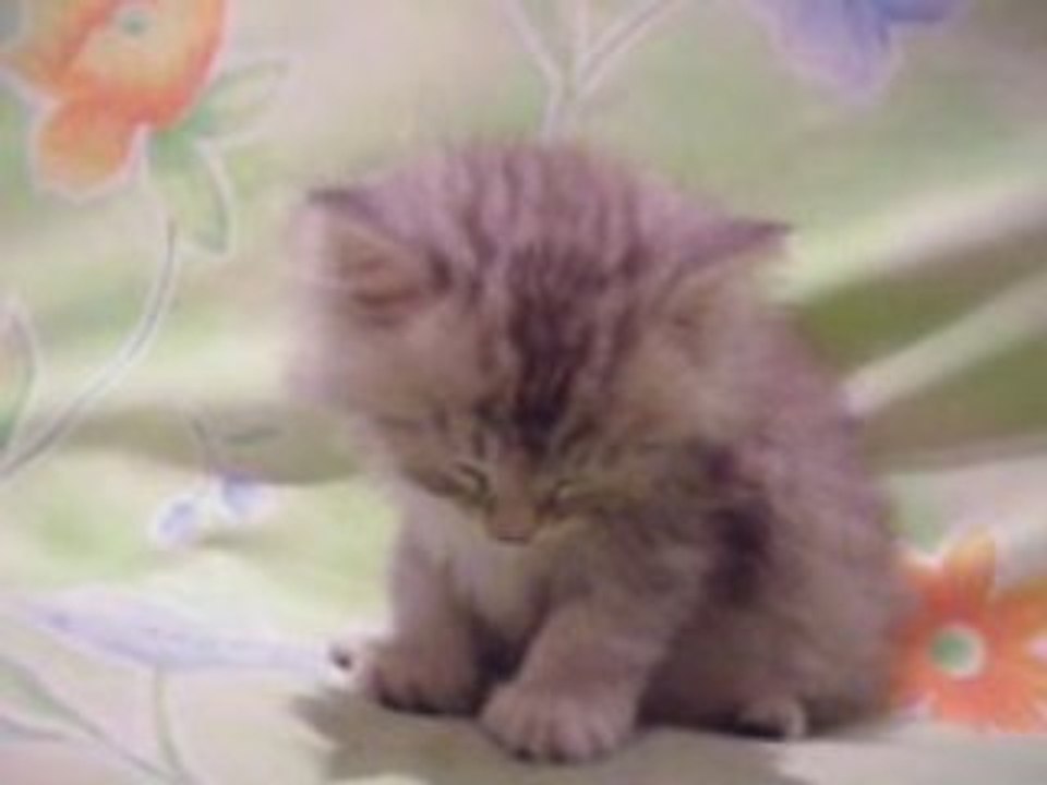 - Sleeping Kitten,