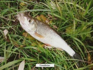 Ma saison de Pêche à la mouche sèche 2008