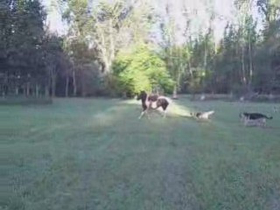 Asado de Gaucho