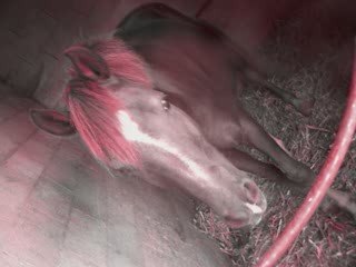 Au ecurie du clos Melodie du douet