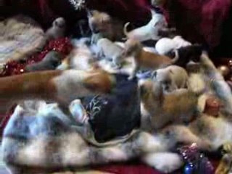 chihuahuas de noel