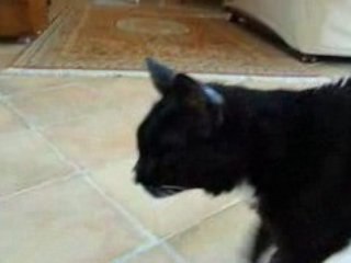 Kiki Amadeus Août 2008